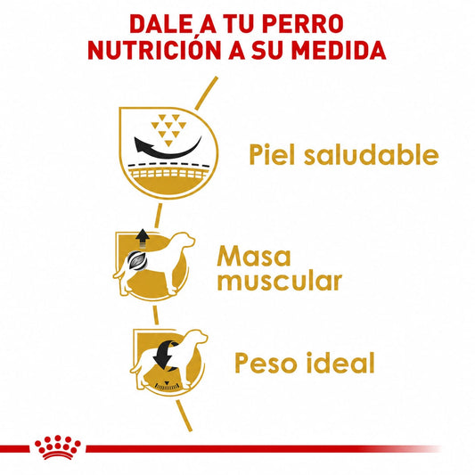ROYAL CANIN PUG ADULT